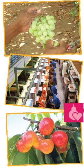 Fresh picked fruit, cherries on a branch, assembly line of workers